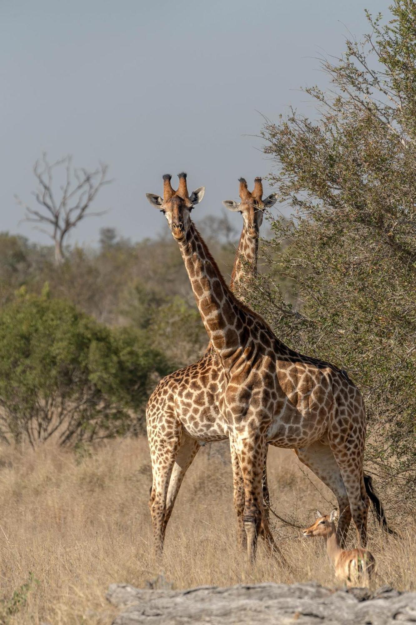 Ndzhaka Tented Camp Заповедник Маньелети Экстерьер фото