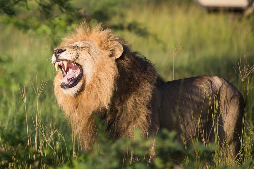 Ndzhaka Tented Camp Заповедник Маньелети Экстерьер фото