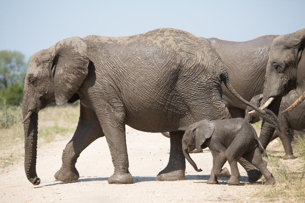 Ndzhaka Tented Camp Заповедник Маньелети Экстерьер фото