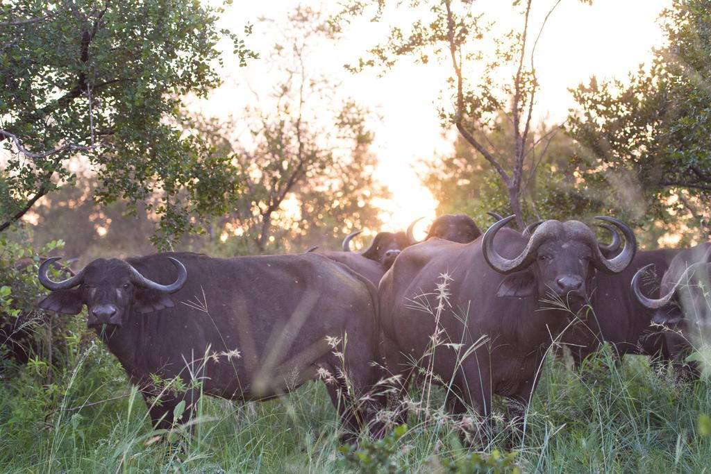 Ndzhaka Tented Camp Заповедник Маньелети Экстерьер фото